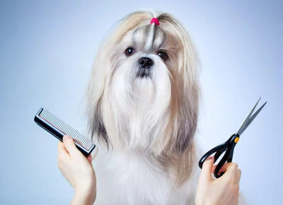 Pamper Your Pet with Voyage Collections: Top Pet Supplies Products for Your Furry Friend's Happiness