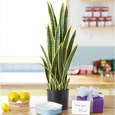 SOGA 70cm Artificial Indoor Yellow Edge Tiger Piran Fake Decoration Tree Flower Pot Plant