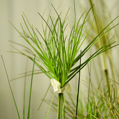 SOGA 2X 150cm Green Artificial Indoor Potted Papyrus Plant Tree Fake Simulation Decorative