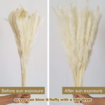 Natural Dried Pampas Grass